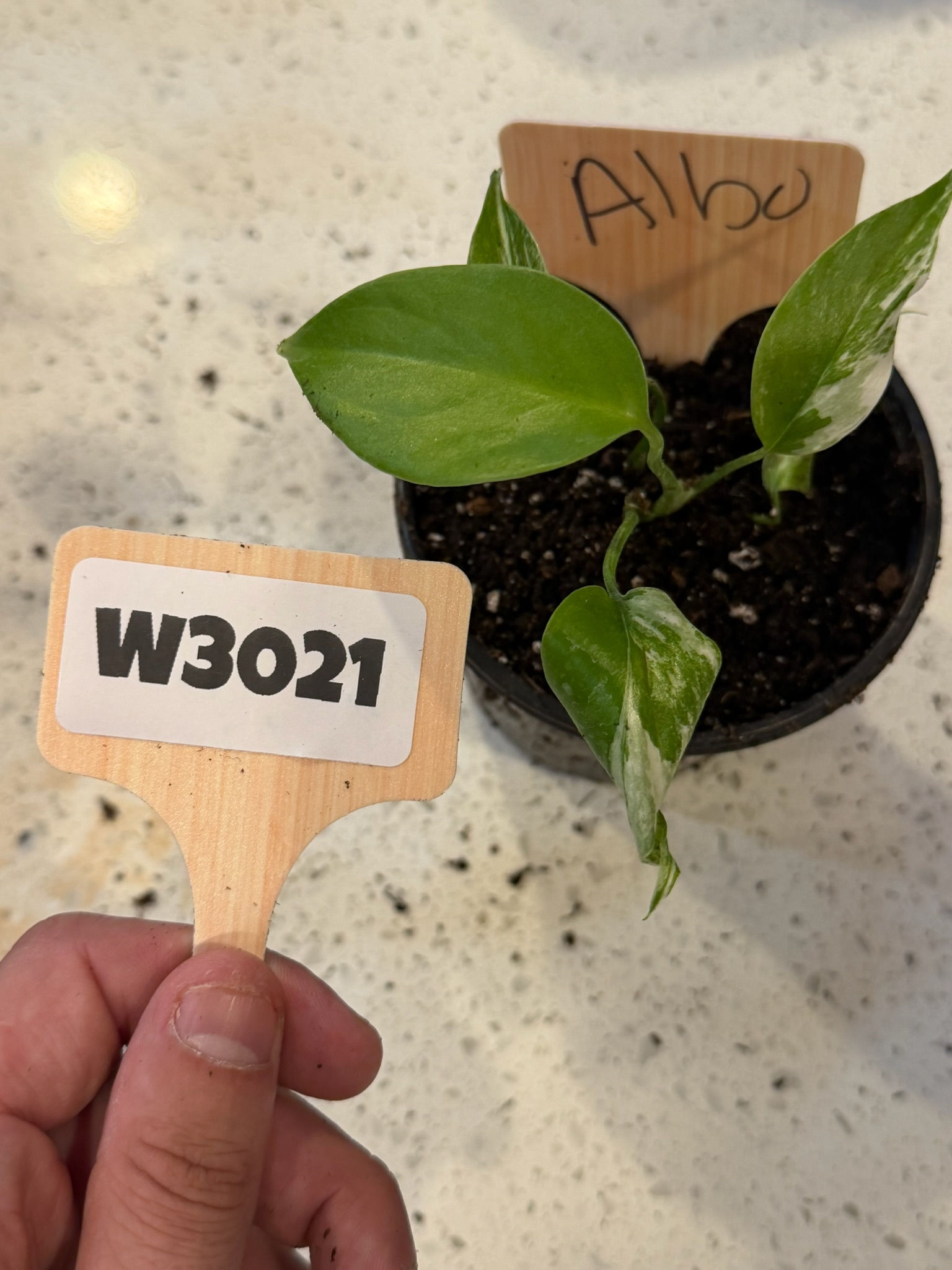 W3021 Monstera Albo 4"