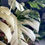 Thumbnail: Monstera Albo  cutting UNROOTED 2-3 leaves