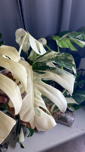 ⭐︎美株⭐︎ Monstera pertusa cv.'Variegata' 4号 ⭐︎美株⭐︎ Monstera pertusa cv.´Variegata´ 4号