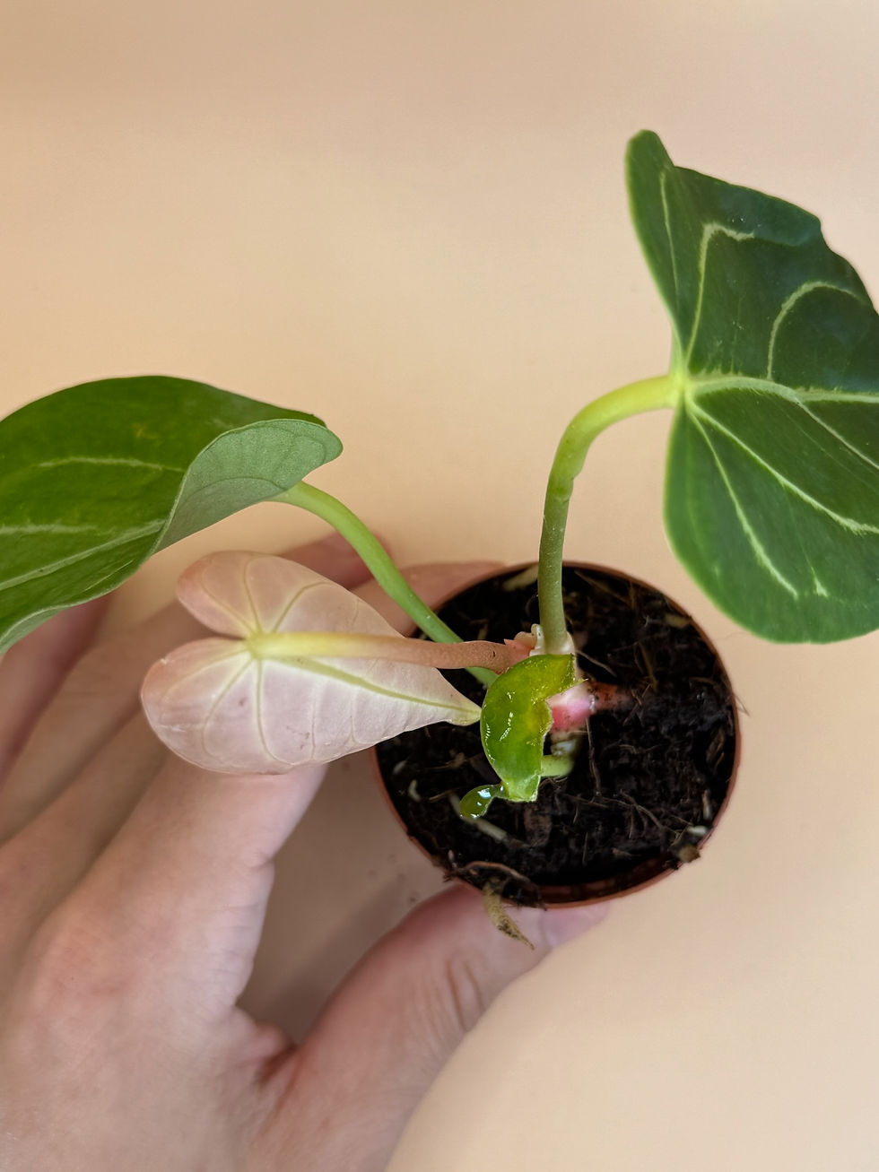 Thumbnail: Anthurium Regale 2"