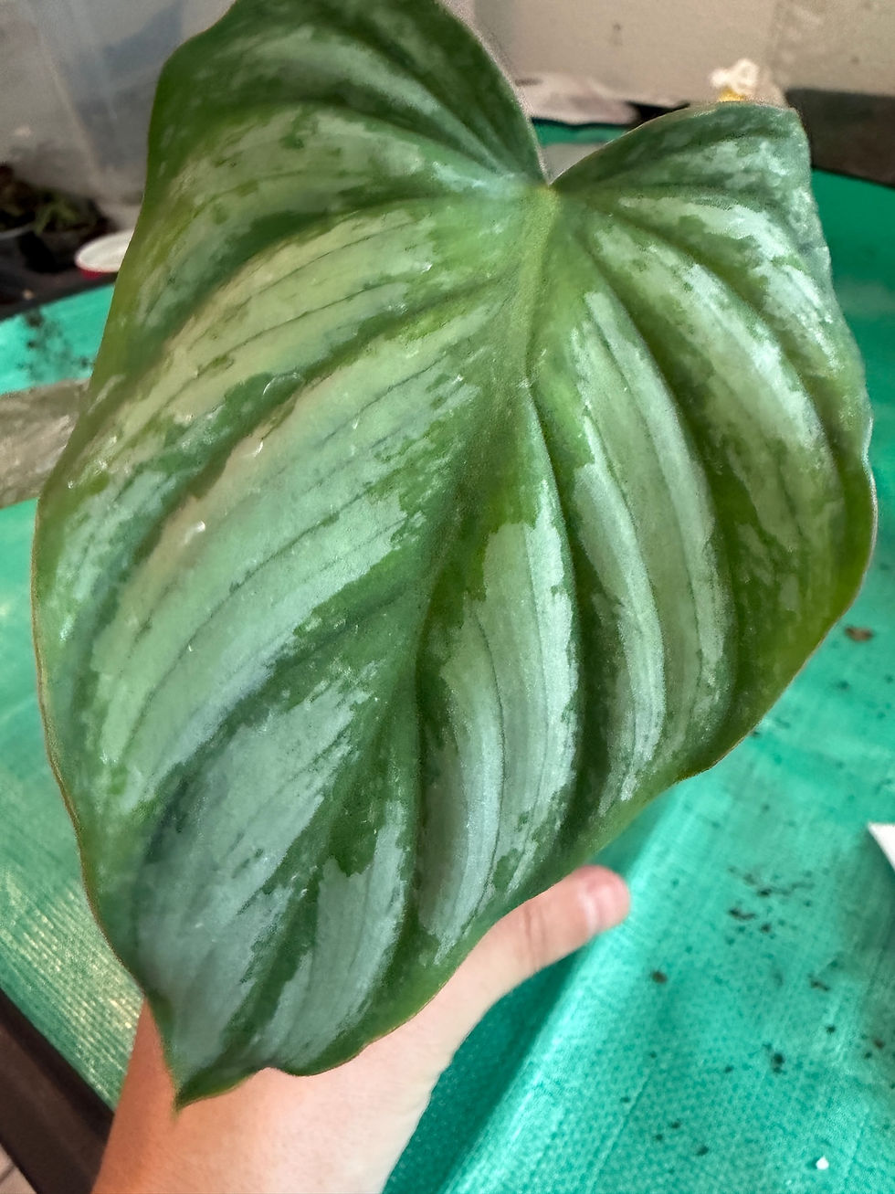 Thumbnail: W3498 Philodendron Pastazanum x Plowmanii