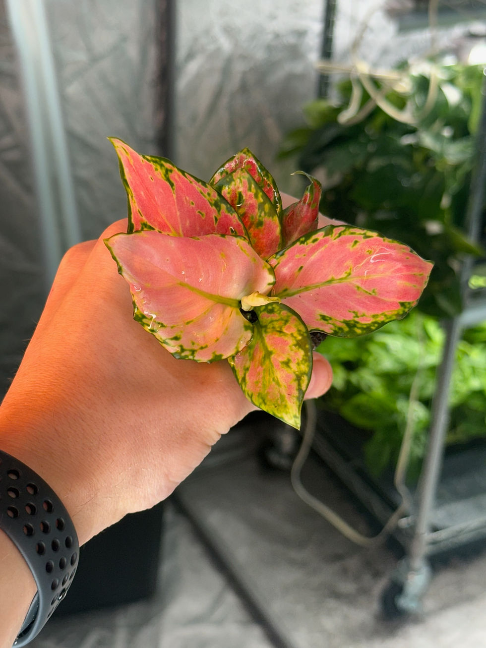 Thumbnail: Monthly Plant Box 3 Plants