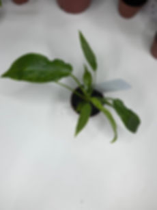 Philodendron Golden Dragon 2" Grower's Choice