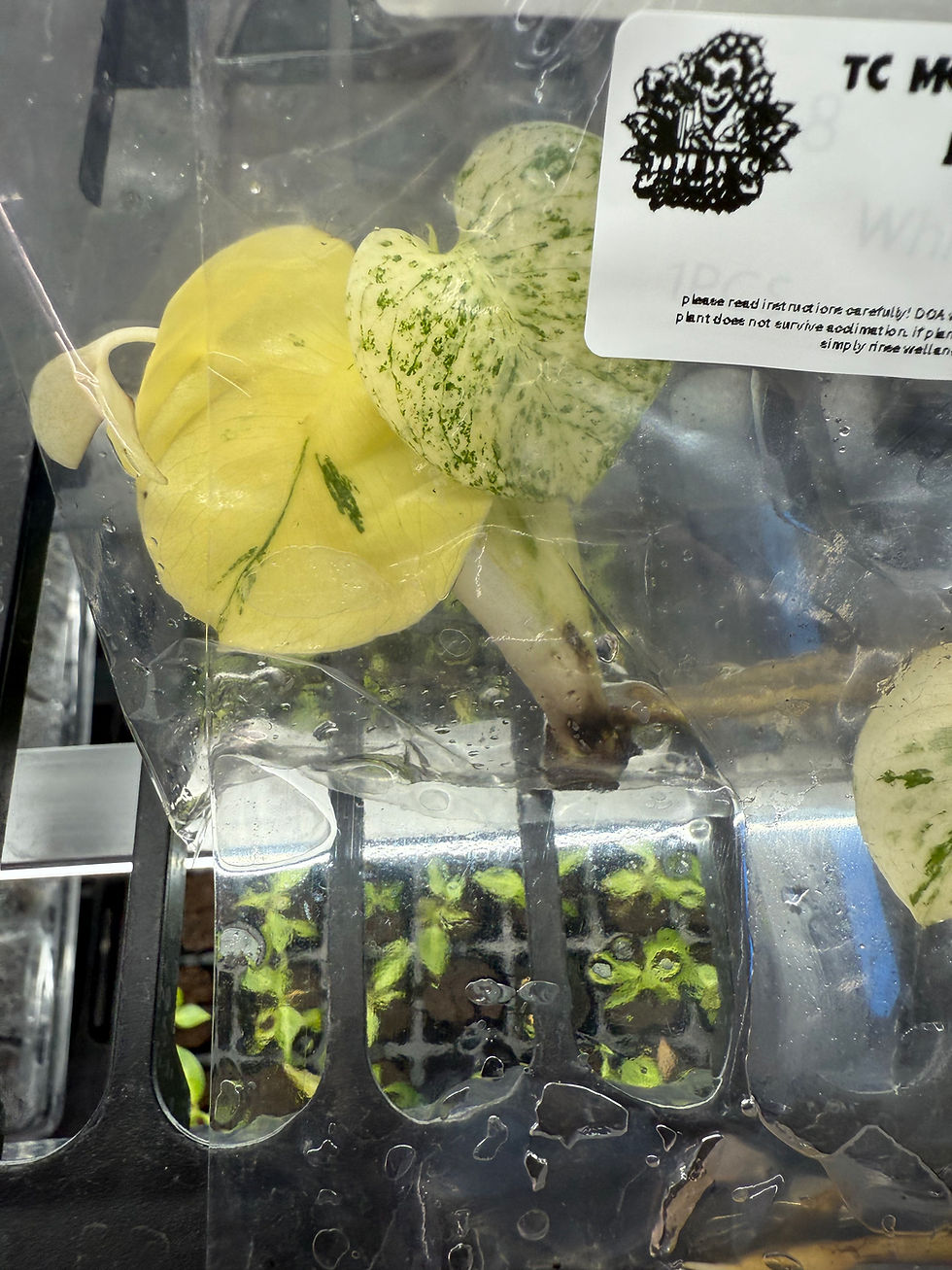 Thumbnail: Monstera White Monster TC