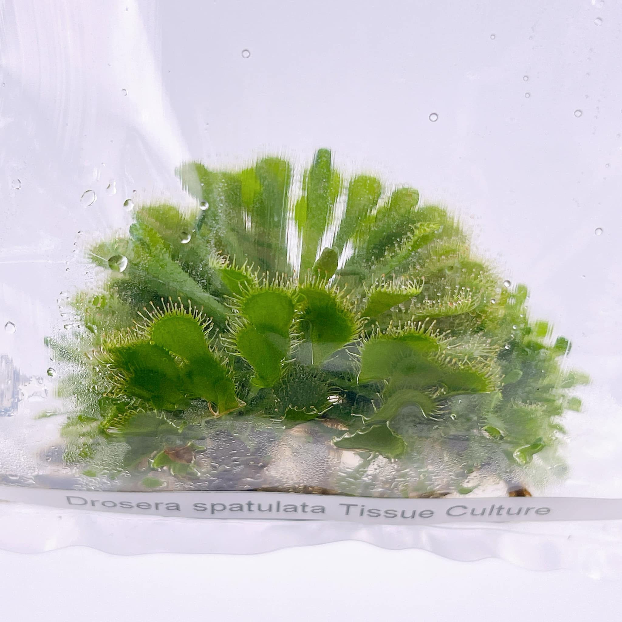 Sundew (Drosesa Spatualata) TC