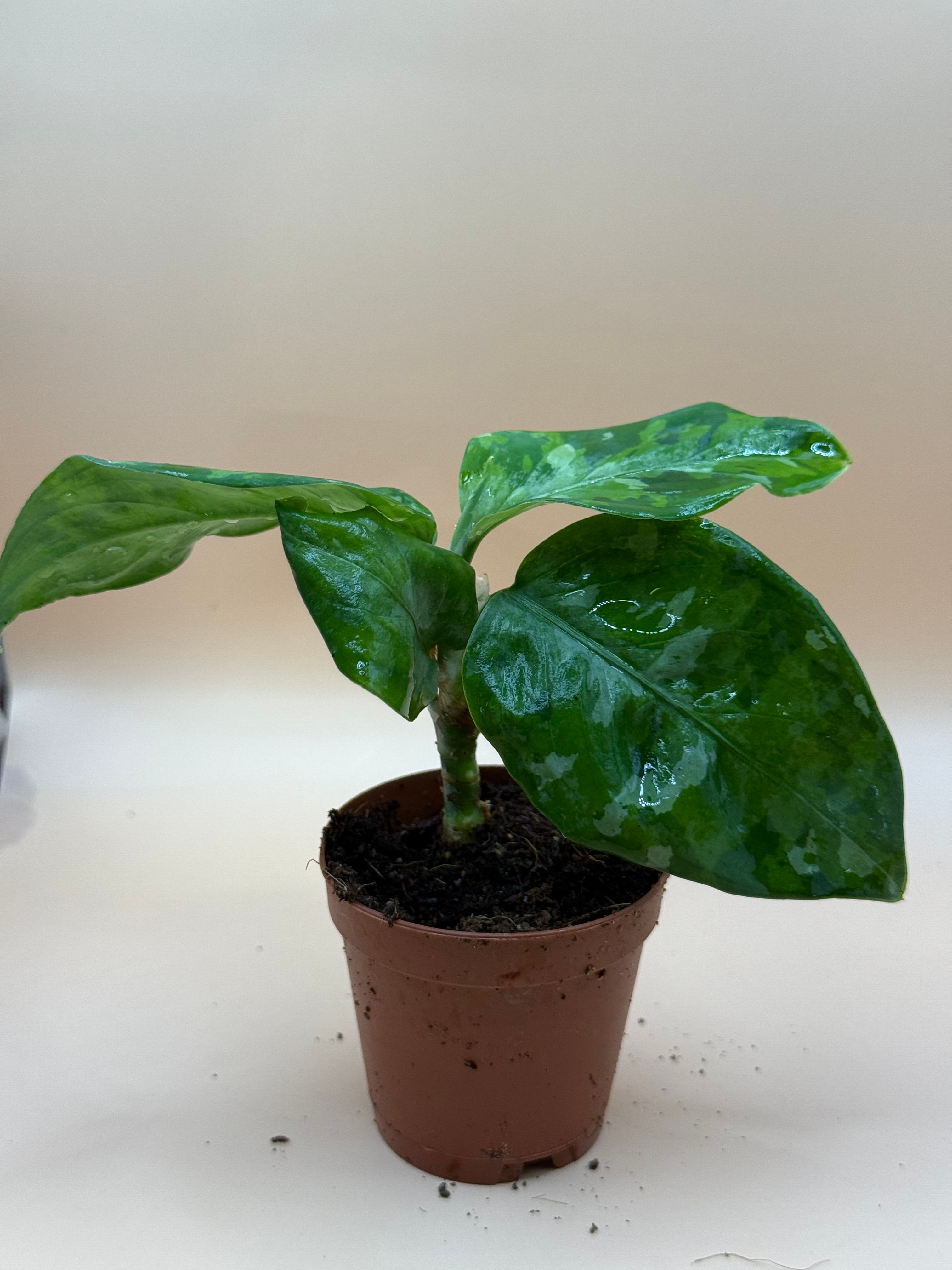 Aglaonema Pictum Tri-Color 2"