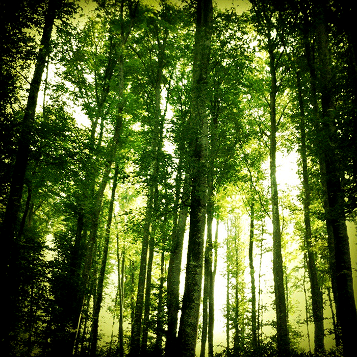 Wald gelb