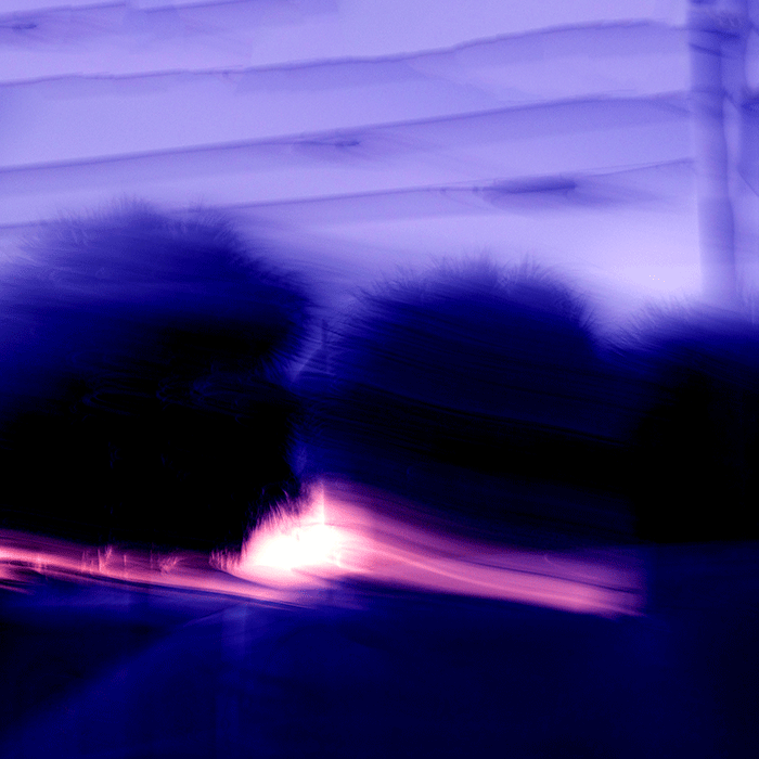 Eiszeit Bushes blue