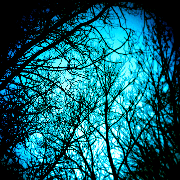 Äste blau