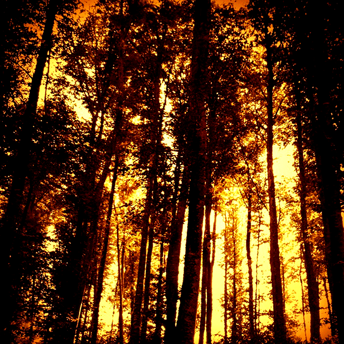 Wald_orange