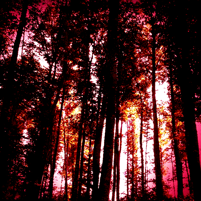 Wald_rot