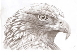 Eagle