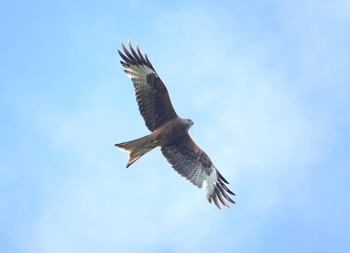 Week_26 - Red Kite.jpg