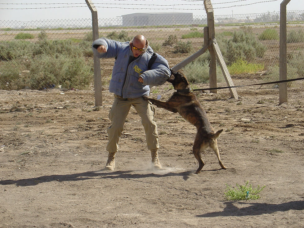 Executive Security & Patrol dogs