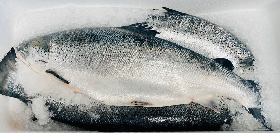 Thumbnail: Norwegian  Salmon 7/8 8+kg -market price /lbs 