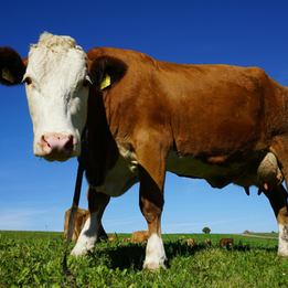 Livestock special alert 2024: herd values
