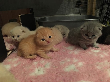 Nachos kittens 3wks old