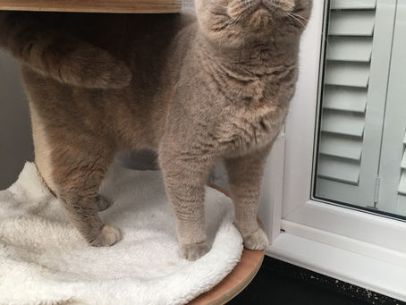 5* Home wanted for Mousetrap