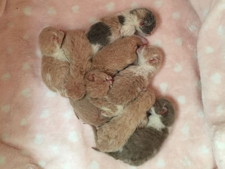 Just to add to the excitement!! Mouse has also given birth this week ๐