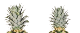 e3dedb-removebg-preview.png