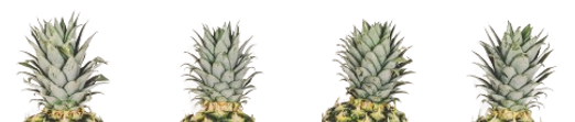 e3dedb-removebg-preview.png