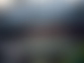 What seeds should you sow in January?