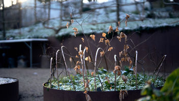 What seeds should you sow in January?