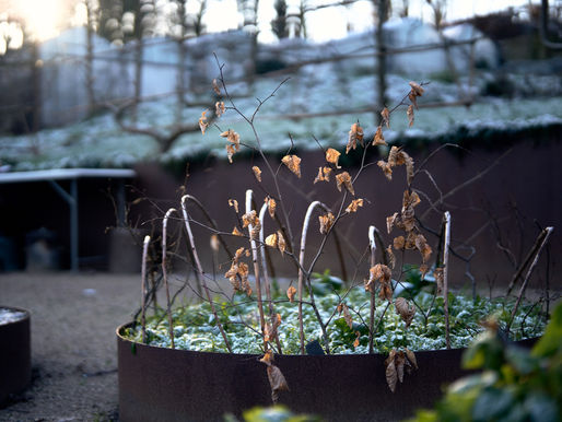 What seeds should you sow in January?