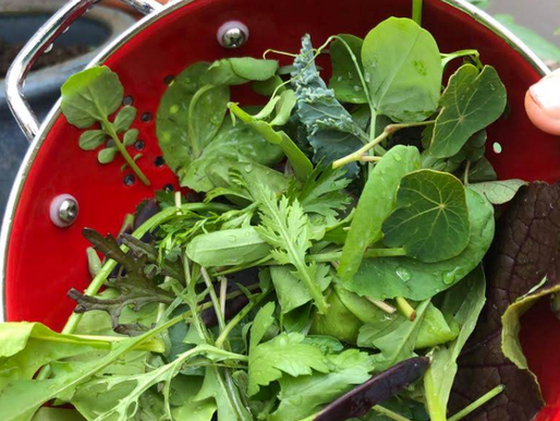 Notes From A Scottish Garden #1 - The first salad