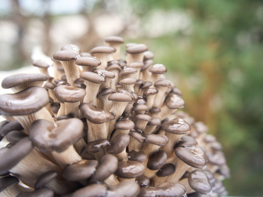 How to Grow Oyster Mushrooms at Home
