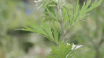 Garden highlights: Mugwort