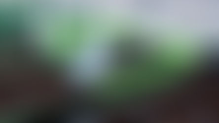 Three things to sow in February