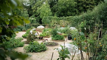 Winter Salads to Sow in September