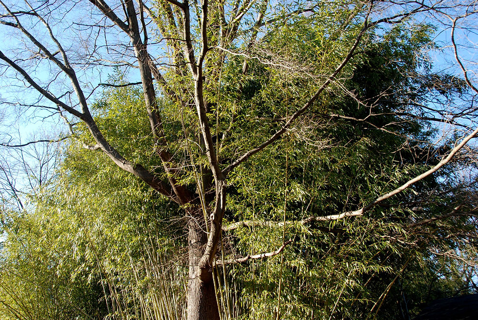 Bamboo