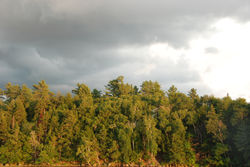 Treeline