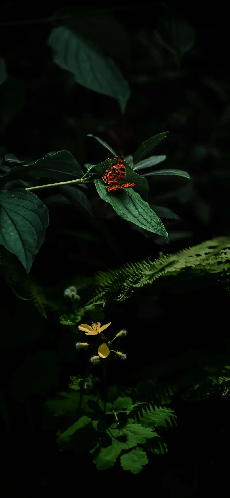 nature-00022.webp