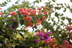 Bougainvilliers