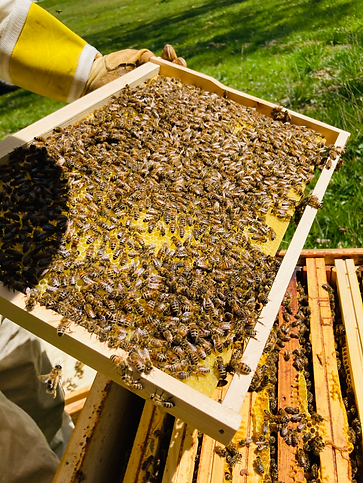 Production artisanale de miel au gîte L’Échappée Dorée – apiculture en Ariège