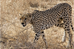 Day 12: Serengeti