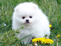 Spitz Blanc Pom Pomeranian Elevage Darlande France