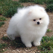 bb