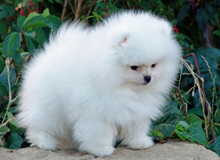 Spitz Blanc Pom Pomeranian Elevage Darlande France