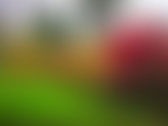 Autumn scene in a wood in Southern England with vibrant red, orange, and yellow-leaved trees. Lush green grass covers the ground under a cloudy sky.