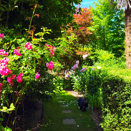 Vialetto d'erba con rose di vario colore ai due lati, bordo di bosso e piante lussureggiani sullo sfondo, compreso un albero di magnolia e un acero giapponese 