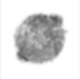 Dung Scarab