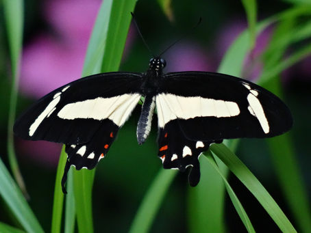 Restoring Our Love for the Lost