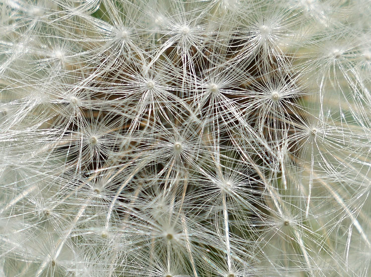 ree
