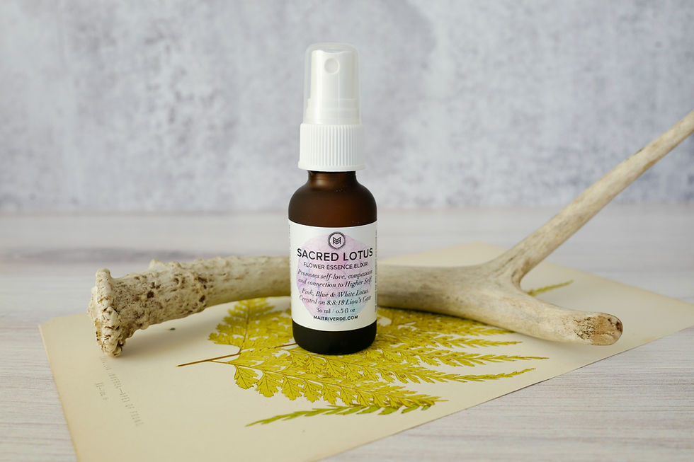 flower essence for self-awareness, Sacred Lotus self love, flower remedy for self-love