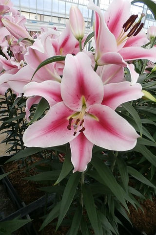 今回の球根の開花のカラーはこちら