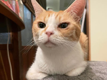 猫お世話サポーター募集中!